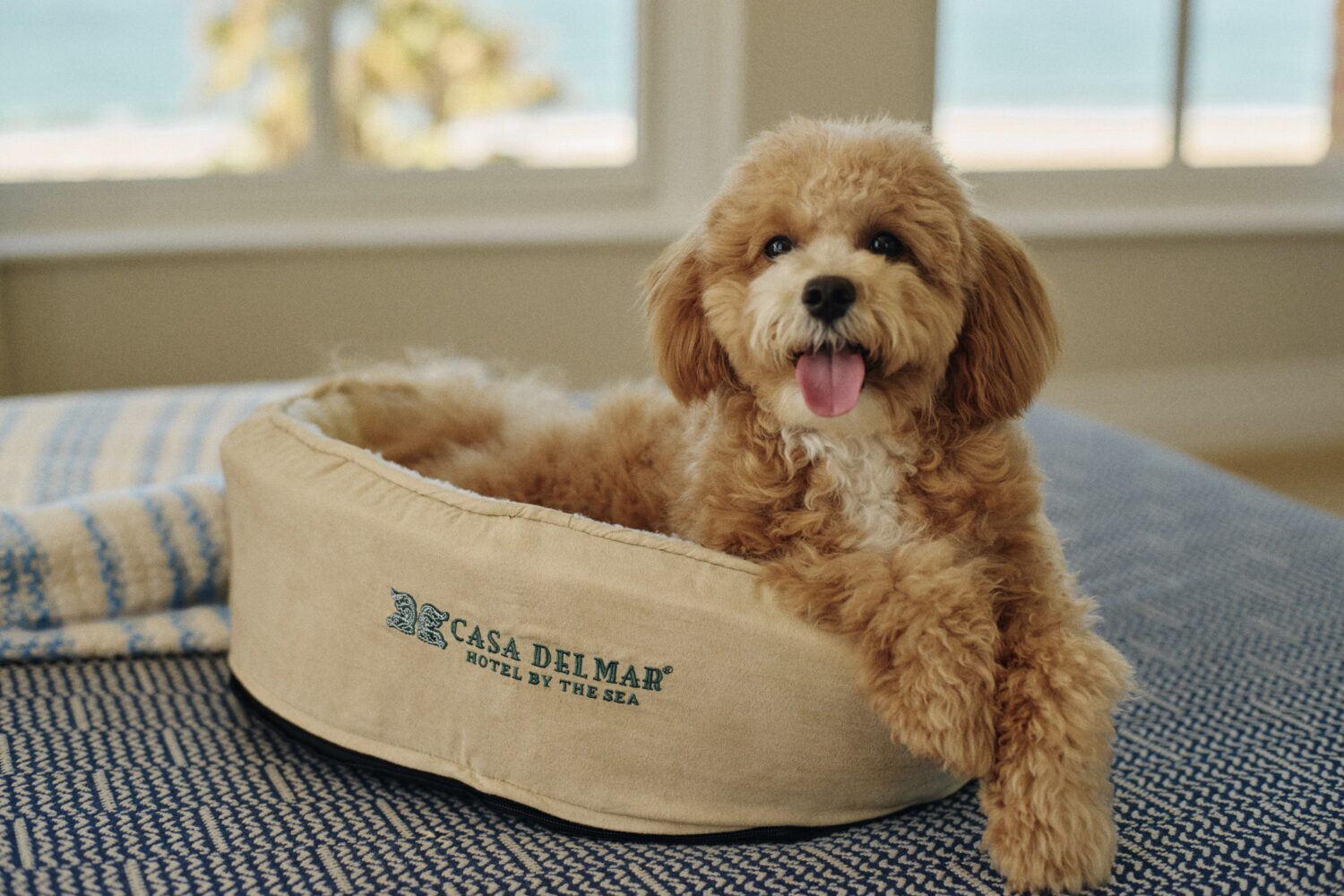 cute, tan and white goldendoodle puppy sitting in the Casa Del Mar's dog bed in a hotel room